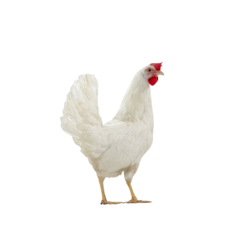 Gallina ponedora Dekalb