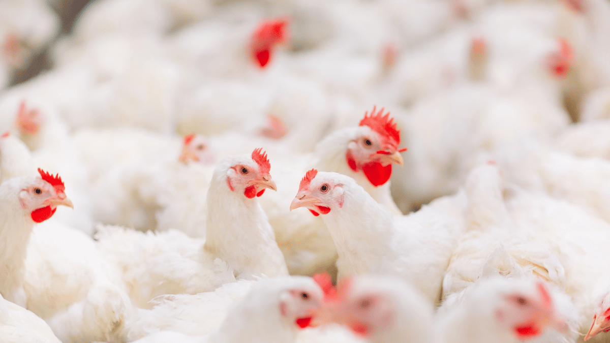 Pollos de engorde en una operación avícola
