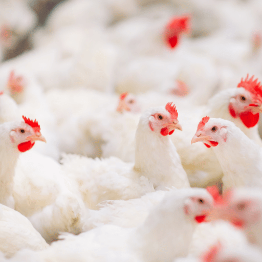 Pollos de engorde en un galpón avícola