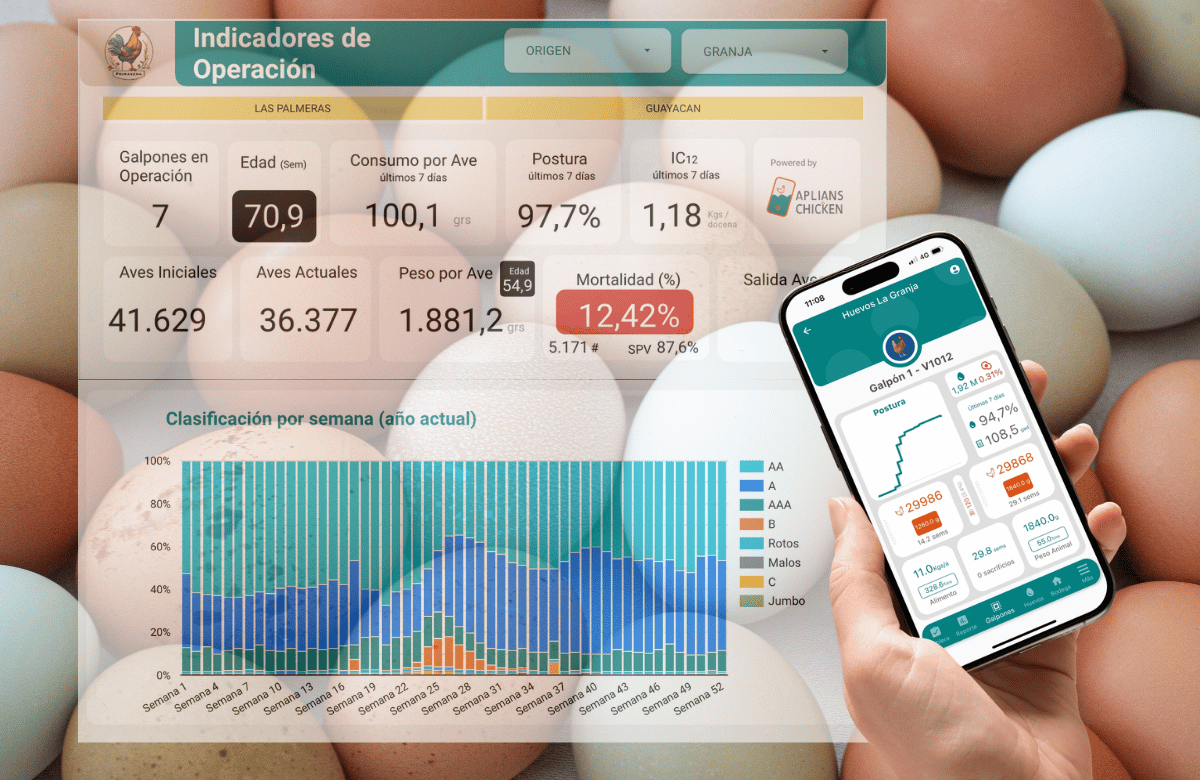 Indicadores de una operación de postura en Aplians Chicken