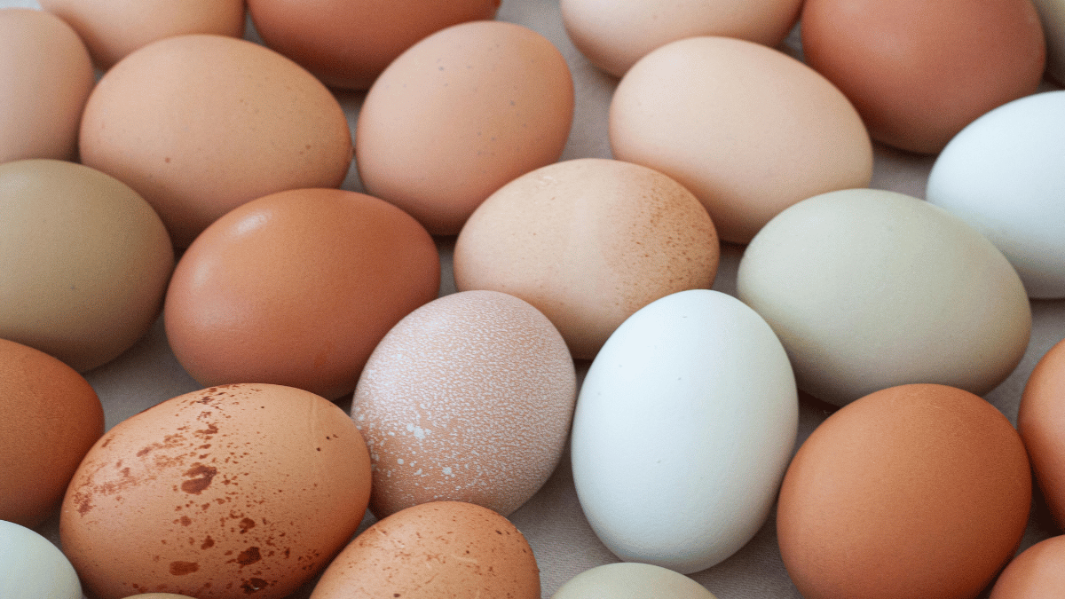 Huevos de una operación de postura