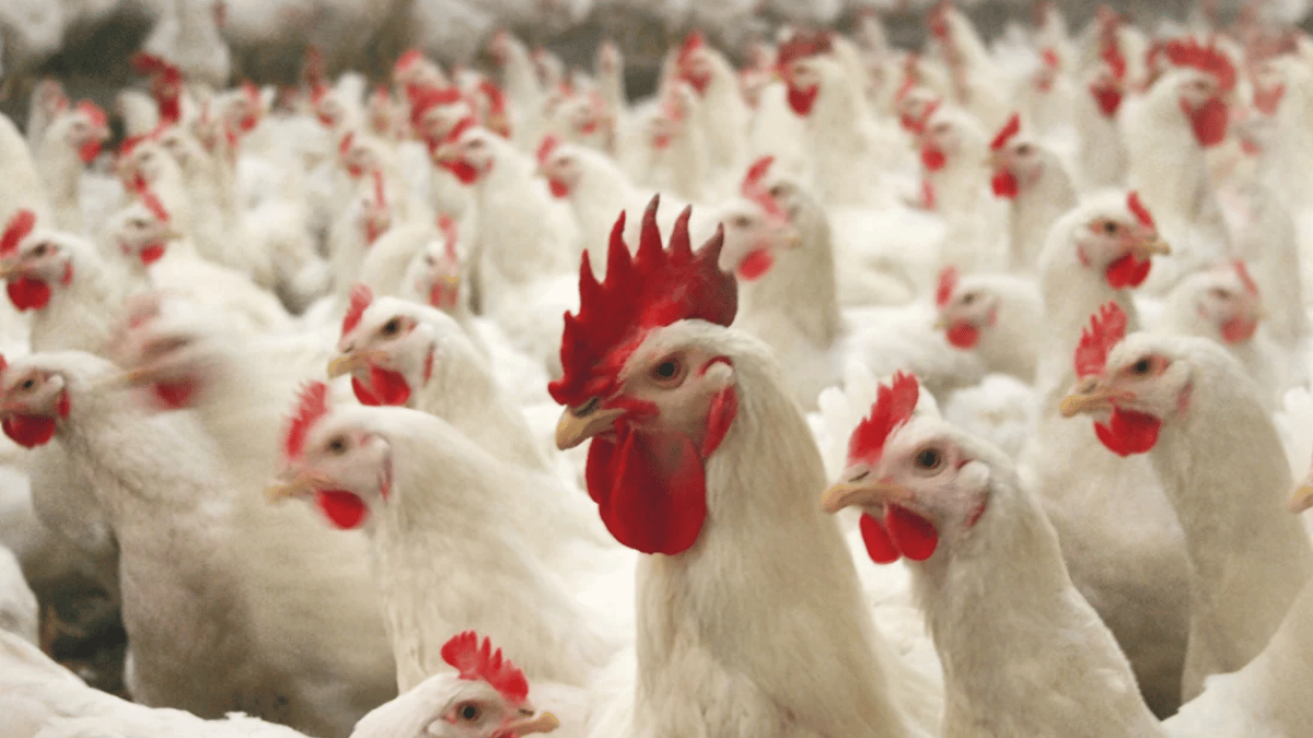 Lote de aves reproductoras con machos y hembras